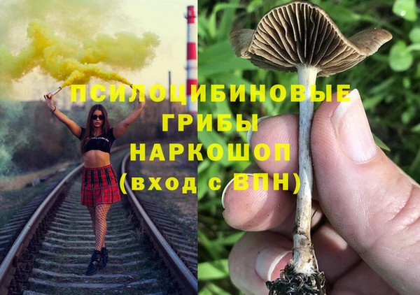 прущие грибы Бронницы